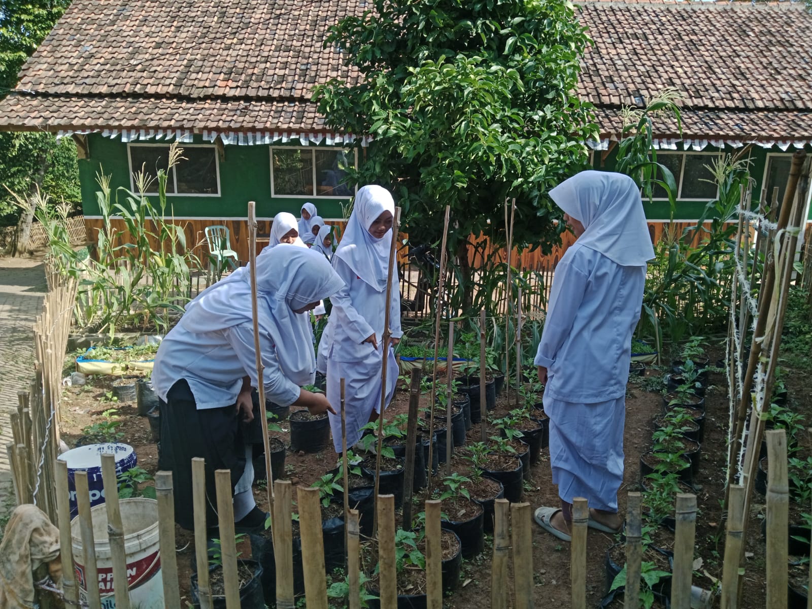 MTs Al-Khaeriyah Banjarsari Gelar Kegiatan Menanam sebagai Upaya Penguatan Pendidikan Lingkungan